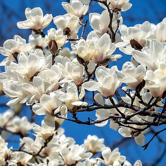 Yulan Magnolia Flower Tree Seeds - Dharaseeds