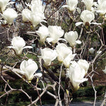 Yulan Magnolia Flower Tree Seeds - Dharaseeds