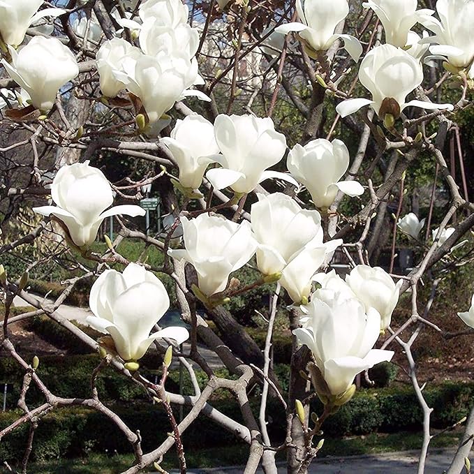 Yulan Magnolia Flower Tree Seeds - Dharaseeds