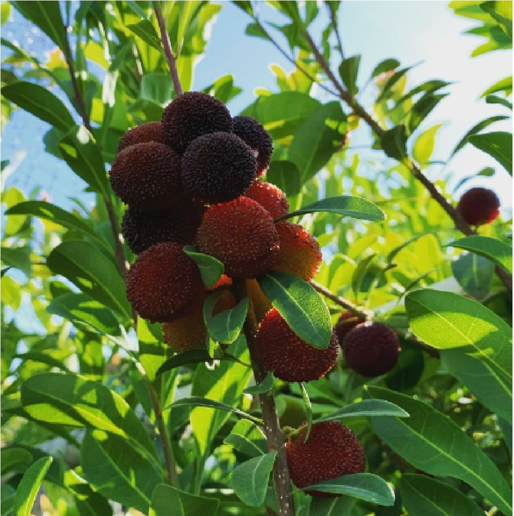 Yumberry Seeds (Myrica rubra / Common Name: Yumberry)