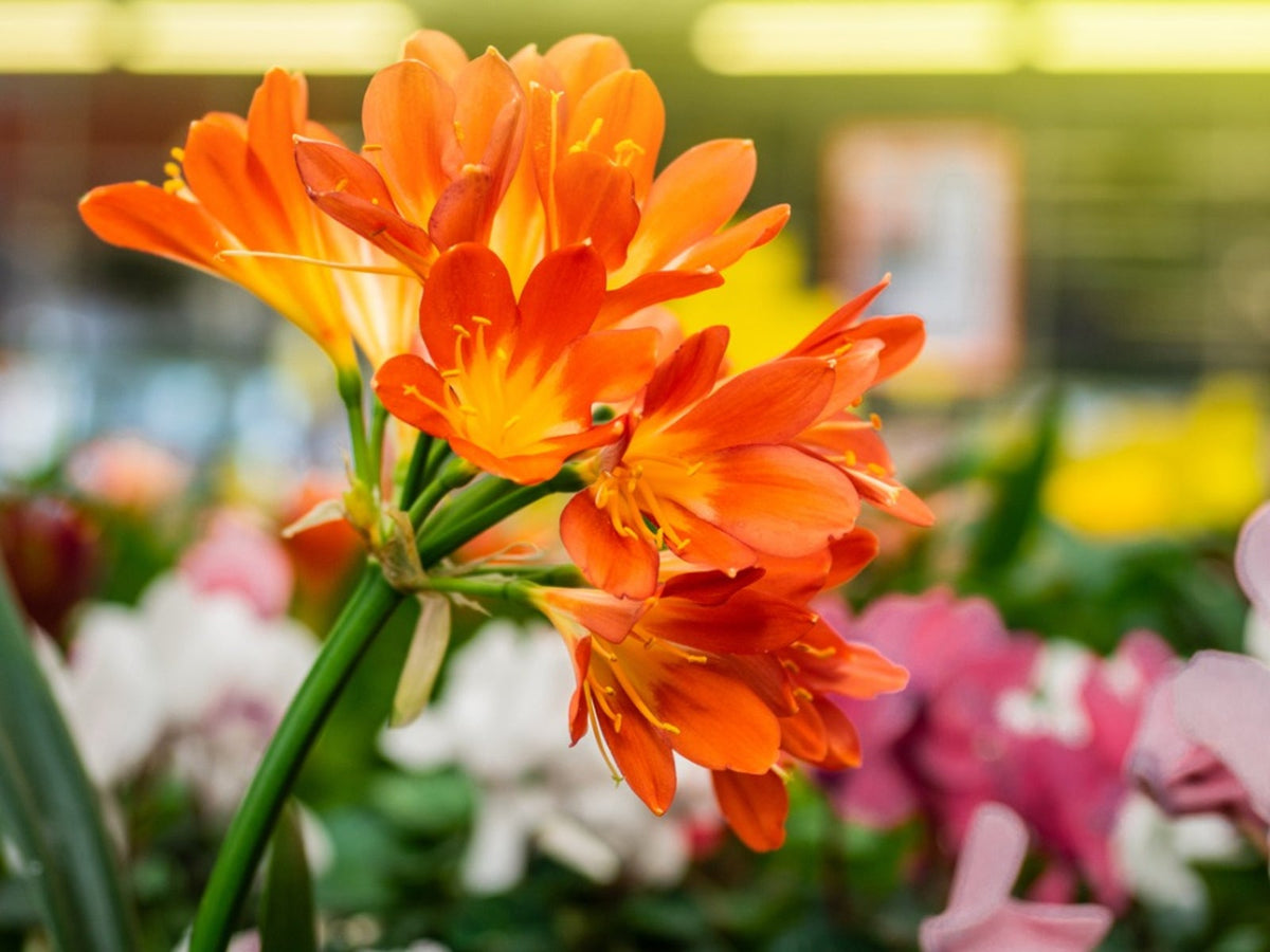 Clivia Miniata Flower Seeds for Planting in indoor pots or shaded home garden spots