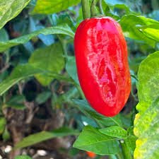 Zavory Pepper Seeds for Planting, 100 Pcs pcs - Dharaseeds