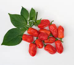 Zavory Pepper Seeds for Planting, 100 Pcs pcs - Dharaseeds