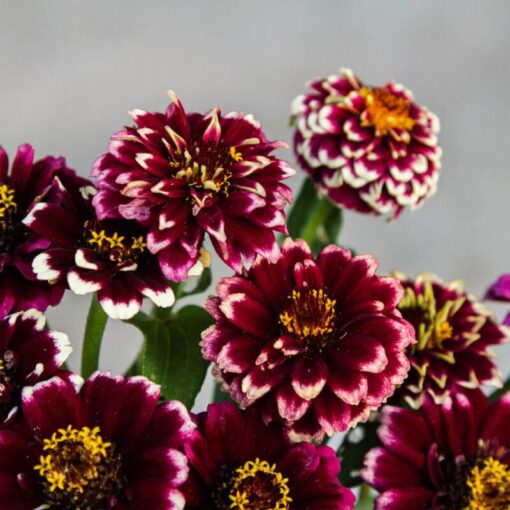 Zinnia Aztec Burgundy Bicolor Imported heirloom non-gmo garden seeds