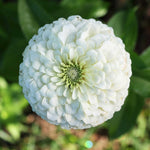 flowers high quality flower seeds for growing vibrant and colorful blooms in home gardens and landscapes organic flowers premium organic flower seeds for sustainable gardening and beautiful blossoms suitable for all climates