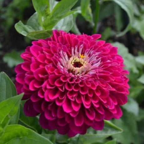 flowers high quality flower seeds for growing vibrant and colorful blooms in home gardens and landscapes organic flowers premium organic flower seeds for sustainable gardening and beautiful blossoms suitable for all climates