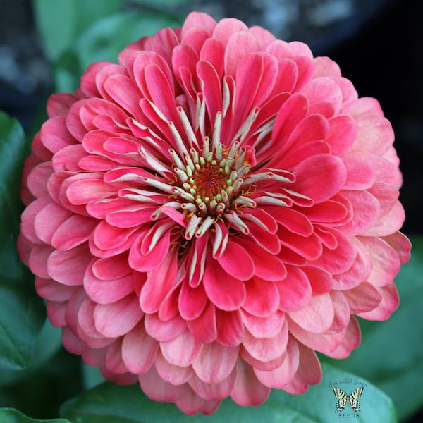 Zinnia Seeds - Benary Giant Coral