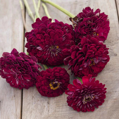 Zinnia Seeds - Benary Giant Wine