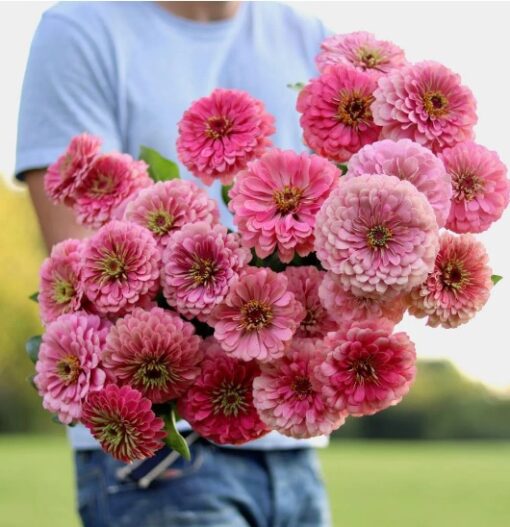 Zinnia Benery Giant Bright Pink Imported heirloom non-gmo organic garden seeds