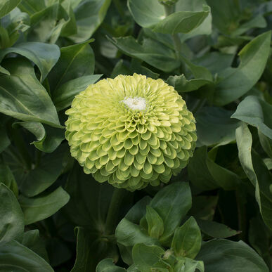 Zinnia Benary Lime Imported heirloom non-gmo garden seeds