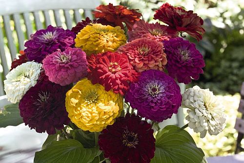 Zinnia Benary Giant Imported heirloom non-gmo garden seeds