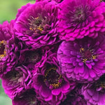 Zinnia Benery Giant Puple Imported heirloom non-gmo organic garden seeds