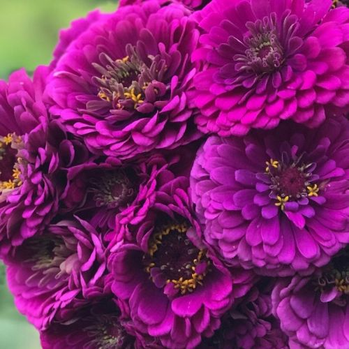 Zinnia Benery Giant Puple Imported heirloom non-gmo organic garden seeds