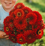 Zinnia Benery Giant Scarlet Imported heirloom non-gmo organic garden seeds