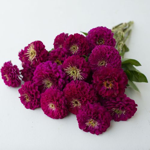 Zinnia Benery Giant Wine Imported heirloom non-gmo garden seeds
