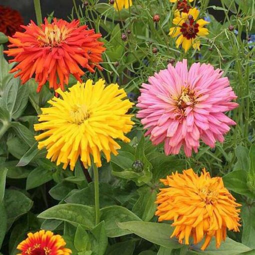 Znnia Cactus Imported heirloom non-gmo organic garden seeds