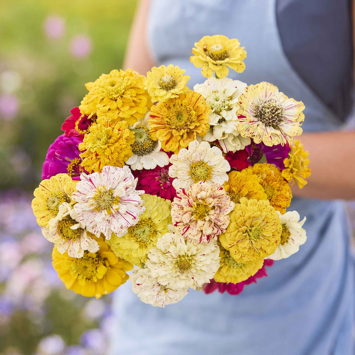 Zinnia elegans Candy Stripe Flowering Seeds For Planting in home garden or seasonal flower beds