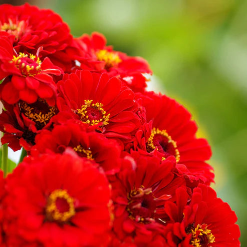 Zinnia Seeds - Cherry Queen