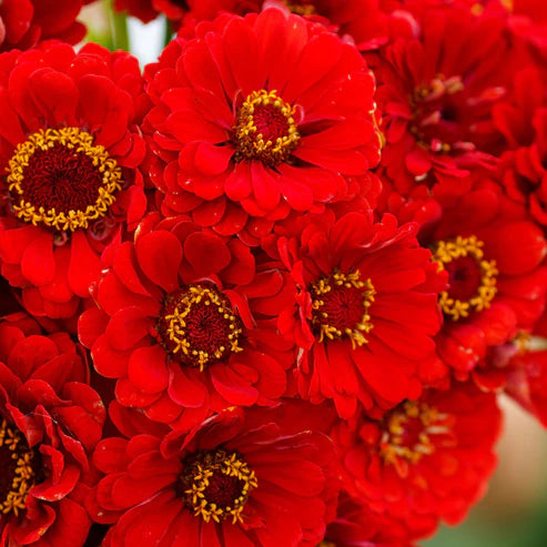 Zinnia Seeds - Cherry Queen