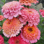 flowers high quality flower seeds for growing vibrant and colorful blooms in home gardens and landscapes organic flowers premium organic flower seeds for sustainable gardening and beautiful blossoms suitable for all climates