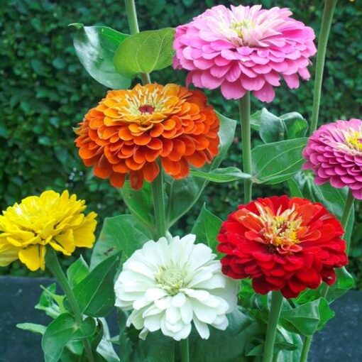 Zinnia Dahlia heirloom non-gmo garden seeds