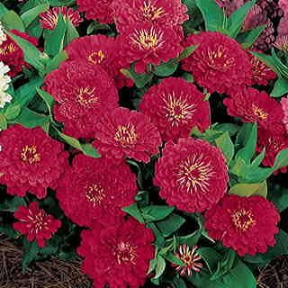 Zinnia F1 Dreamland Rose Hybrid Imported heirloom non-gmo garden seeds