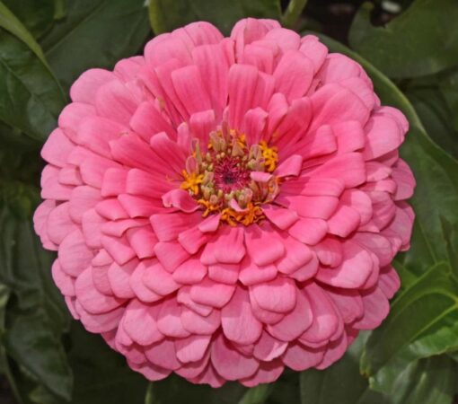 Zinnia Elegans Pink Open Pollinated heirloom non-gmo garden seeds