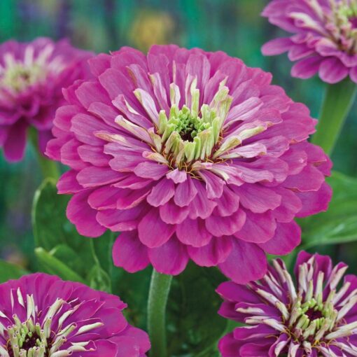 Zinnia Elegans Purple Open Pollinated heirloom non-gmo garden seeds