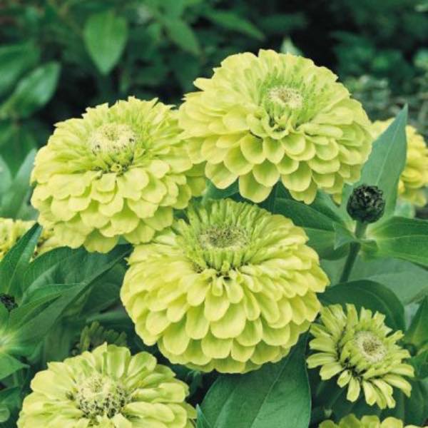 Envy Zinnia Flower Seeds for Planting – Vibrant Heirloom, Non-GMO Seeds for Your Garden