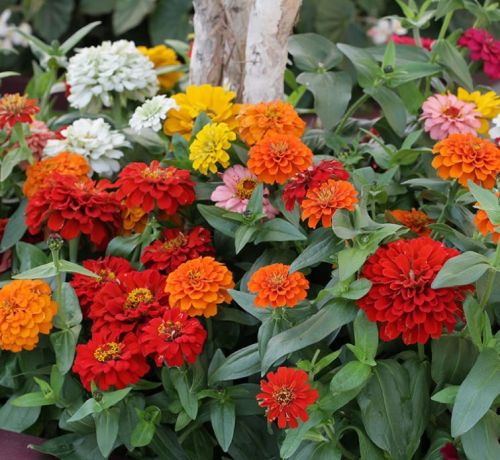 Zinnia Juliette F1 Imported heirloom non-gmo garden seeds