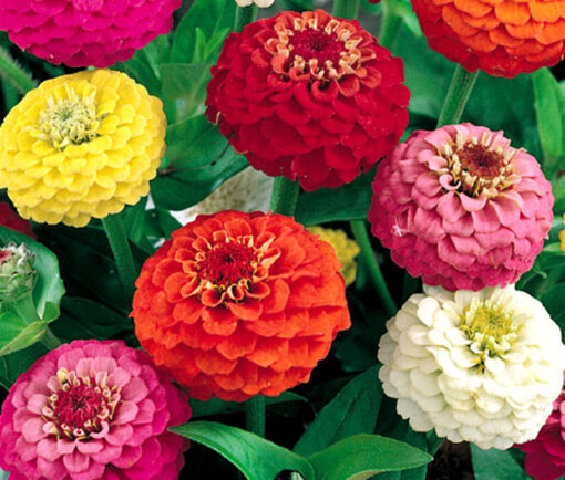 Zinnia Liliput Flower Open Pollinated heirloom non-gmo garden seeds