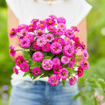 flowers high quality flower seeds for growing vibrant and colorful blooms in home gardens and landscapes organic flowers premium organic flower seeds for sustainable gardening and beautiful blossoms suitable for all climates