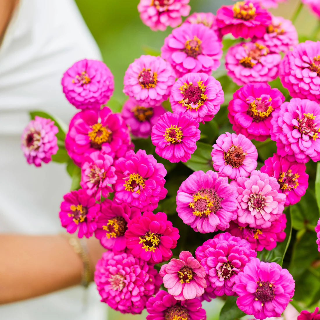 Zinnia Seeds - Lilliput Purple