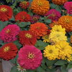Zinnia Magellan Imported heirloom non-gmo garden seeds