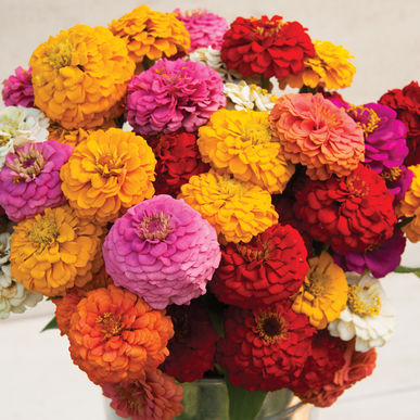 Zinnia Oklahoma Hybrid heirloom non-gmo garden seeds