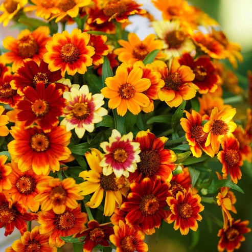 Zinnia Seeds - Old Mexico