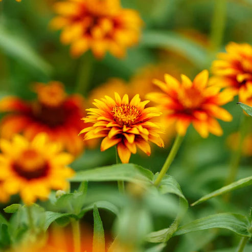 Zinnia Seeds - Old Mexico