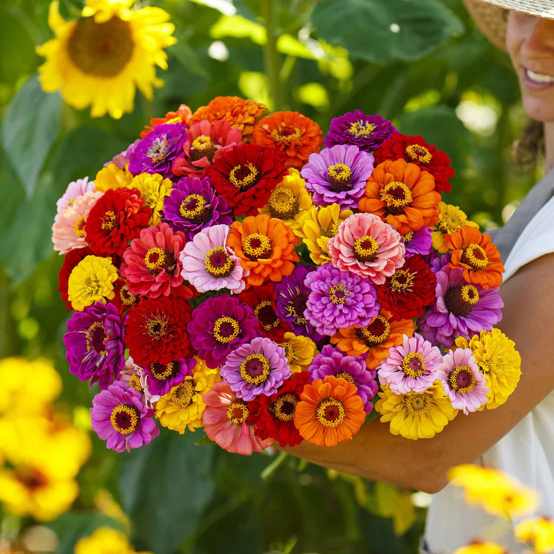 Zinnia Seeds (Organic) - California Giants Mix