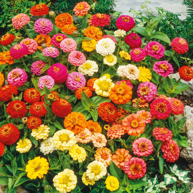 Zinnia Seeds (Organic) - Thumbelina Mix