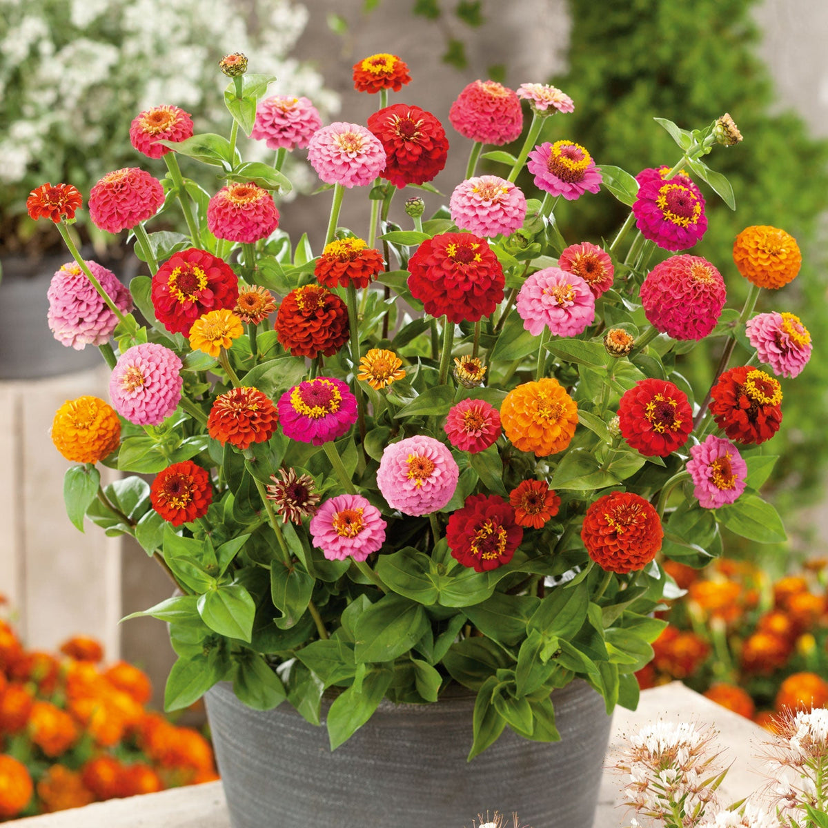 flowers high quality flower seeds for growing vibrant and colorful blooms in home gardens and landscapes organic flowers premium organic flower seeds for sustainable gardening and beautiful blossoms suitable for all climates