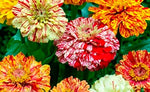 Zinnia Peppermint Imported heirloom non-gmo organic garden seeds
