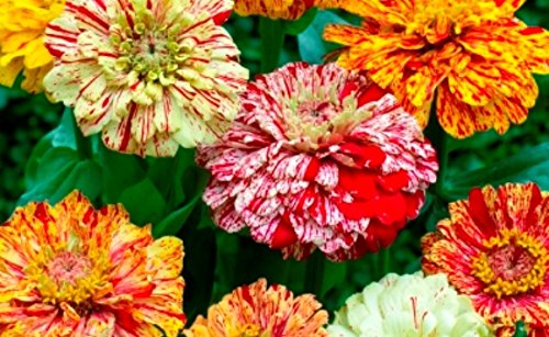 Zinnia Peppermint Imported heirloom non-gmo organic garden seeds