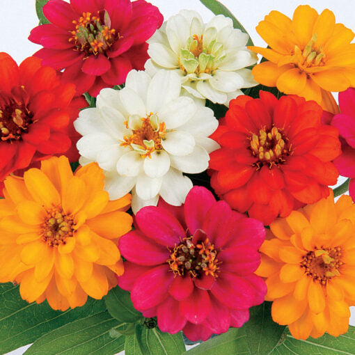 Zinnia Profusion Double Hybrid Imported heirloom non-gmo organic garden seeds