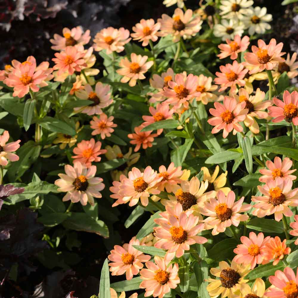 Zinnia Seeds - Profusion Apricot