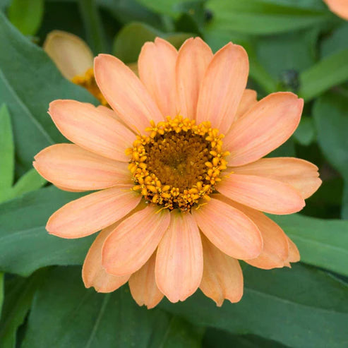 Zinnia Seeds - Profusion Apricot