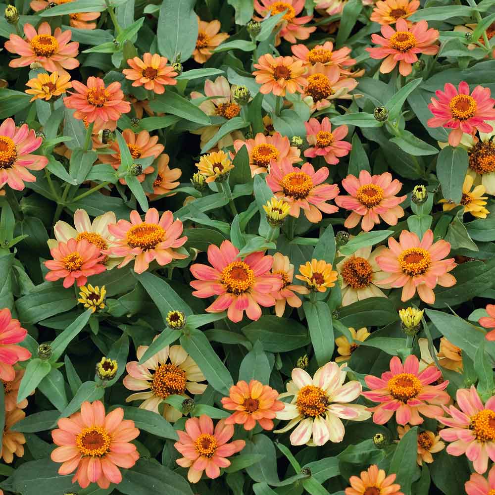 flowers high quality flower seeds for growing vibrant and colorful blooms in home gardens and landscapes organic flowers premium organic flower seeds for sustainable gardening and beautiful blossoms suitable for all climates