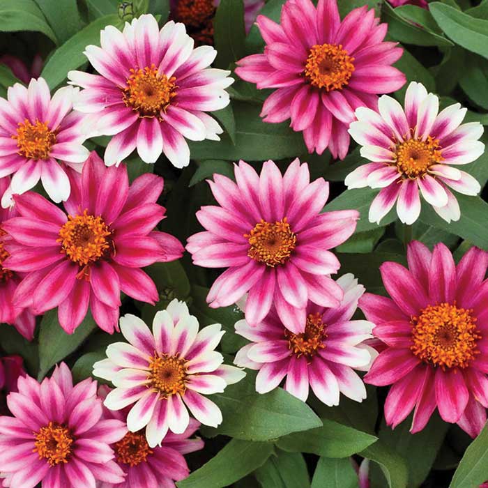 flowers high quality flower seeds for growing vibrant and colorful blooms in home gardens and landscapes organic flowers premium organic flower seeds for sustainable gardening and beautiful blossoms suitable for all climates