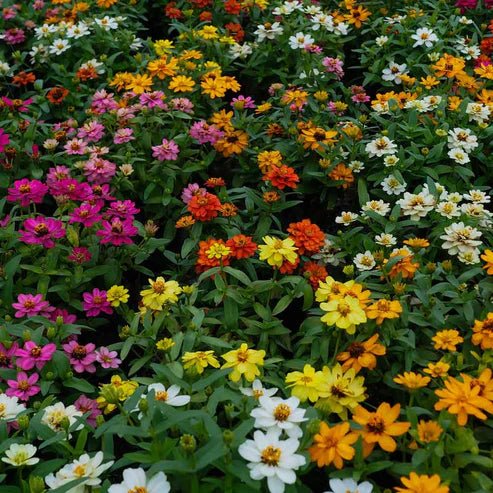 Zinnia Seeds - Profusion Mix