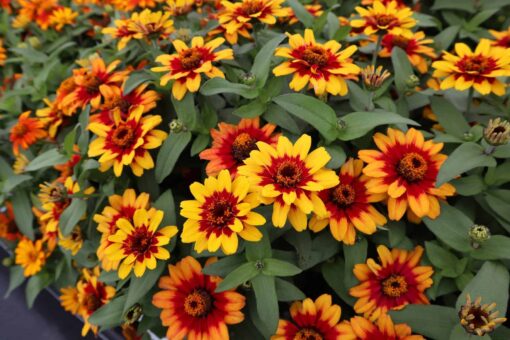 Zinnia Profusion Bicolor Red Yellow Hybrid Imported heirloom non-gmo organic garden seeds