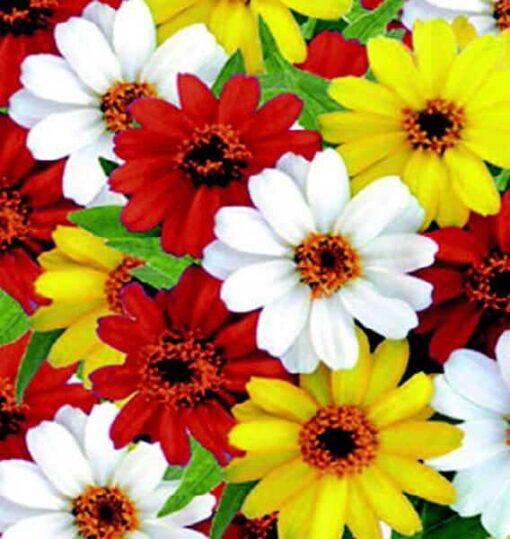 Zinnia Profusion Single Hybrid Imported heirloom non-gmo organic garden seeds